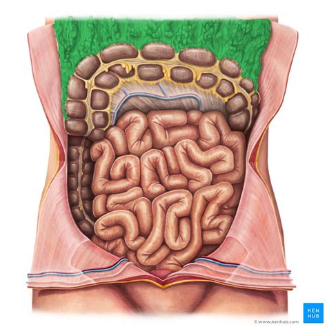 Peritoneum And Peritoneal Cavity Anatomy And Function Kenhub