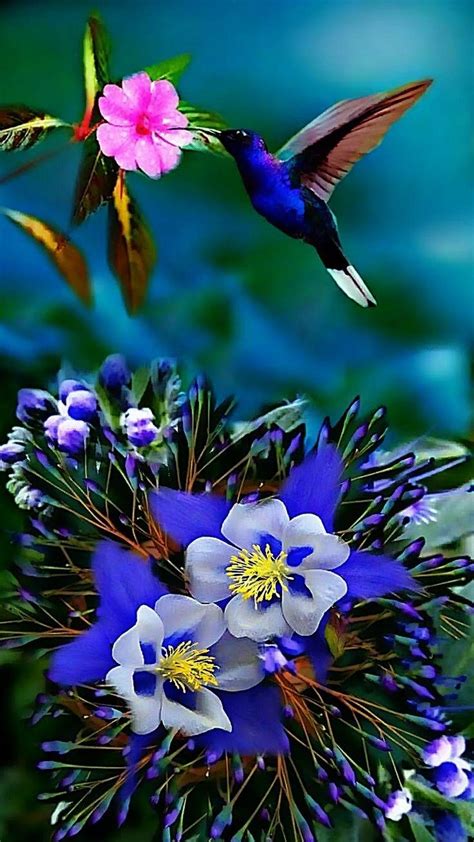 Beautiful Bird And Flower Wallpapers Top Free Beautiful Bird And