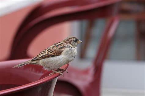 Premium Photo | Sparrow (passeridae)