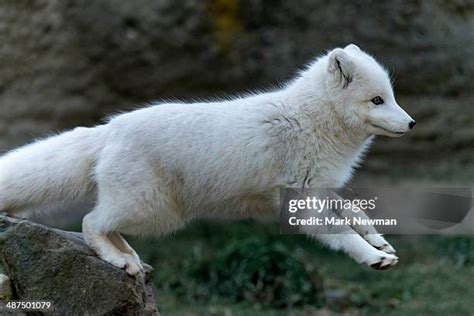 26 Arctic Fox Jump Stock Photos High Res Pictures And Images Getty