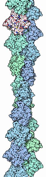 Pdb 101 Molecule Of The Month Actin