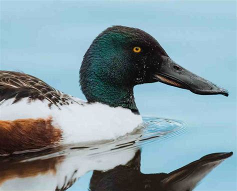 Drake Shoveler