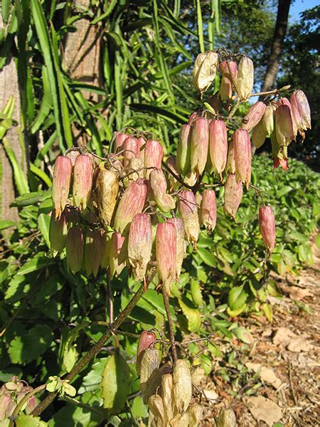 National Tropical Botanical Garden | Kalanchoe pinnata - Plant Detail - Tropical Plants Database