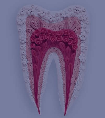 Endodontics Root Canal Treatment Chase Side Dental Practice