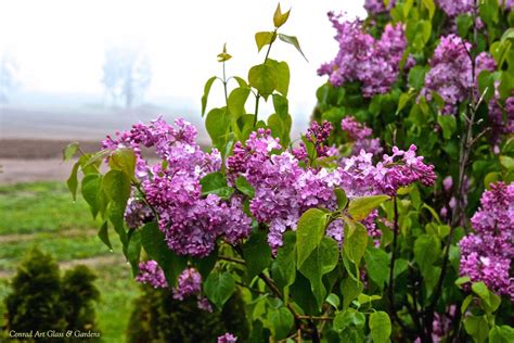 A look at our lilac season.... | Plants, Lilac, Seasons