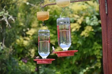 Where To Hang A Hummingbird Feeder Simple Ideas Bird Feeder Hub