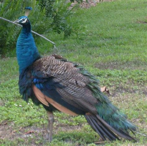 Wild Peacock Pine Island Fl Ive Seen These On The Alaska Streets