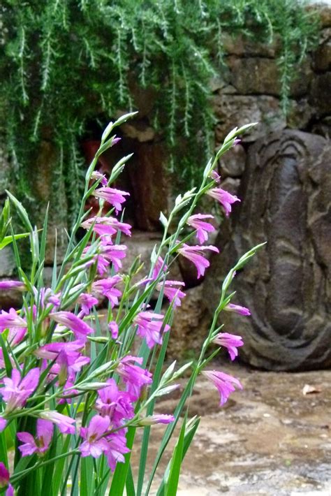 Pedras Plantas E Companhia Ii Flora De Portugal