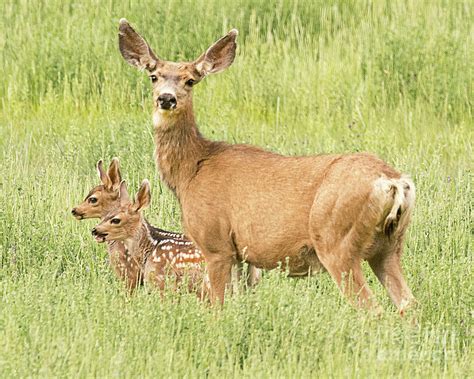 Mule Deer Doe With Twin Fawns Photograph By Dennis Hammer Pixels