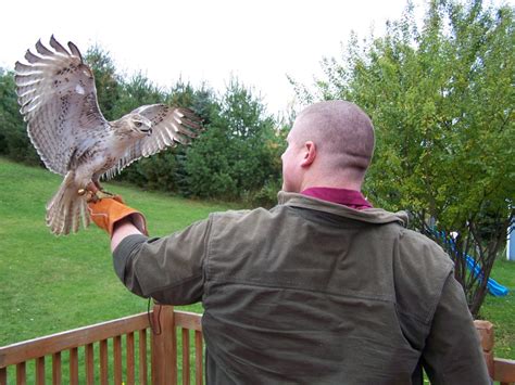 Nathan Keslers Falconry Blog