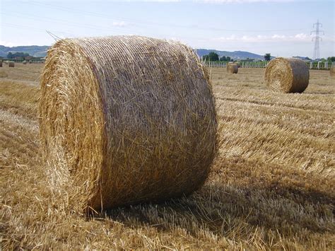 wheat field 1 Free Photo Download | FreeImages