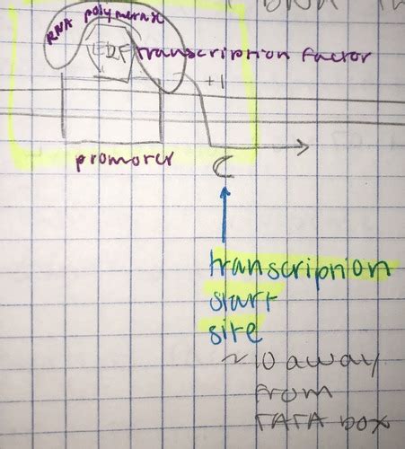 Transcription Rna Synthesis Exam 2 Flashcards Quizlet