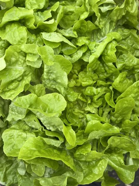 Salade Feuille De Ch Ne Blonde