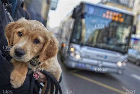 Mamie Se Fait Prendre Par Son Chien Chien Nouvelles