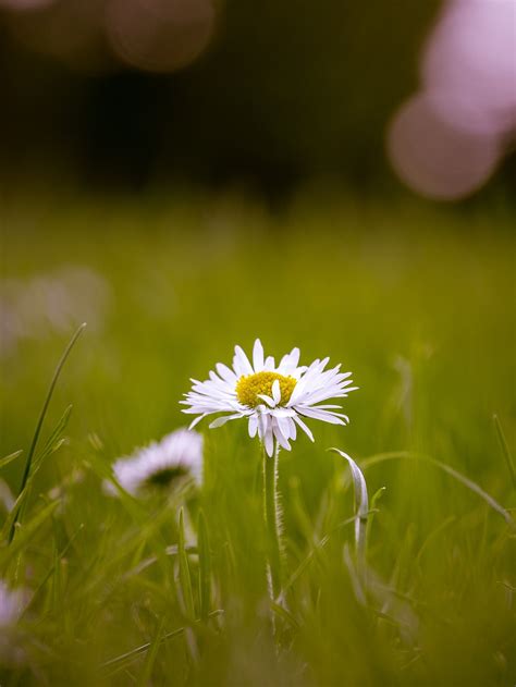 Naturaleza Flor Hierba Foto Gratis En Pixabay Pixabay