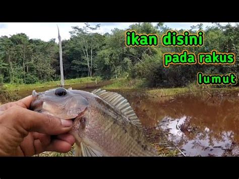 Wow Ikan Disini Pada Rakus Lumut Mancing Ikan Nila Ekokenduk Lumut