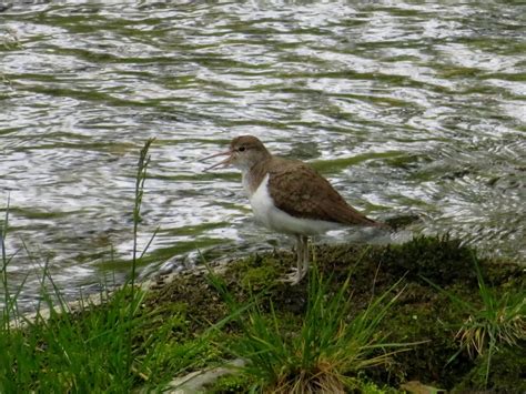 Common Sandpiper | Marnix's Bird Gallery