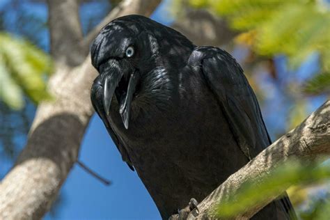 Torresian Crow In Australia 24735934 Stock Photo At Vecteezy