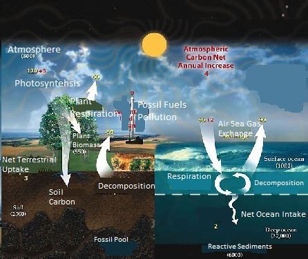 Organizing Into Steps The Flow Of Carbon Nitrogen Through An