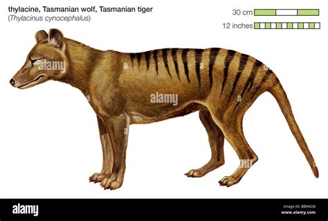 El Tigre De Tasmania Fue Un Marsupial Carn Voro Encontrado En Australia