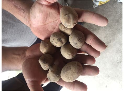 Farmers Potato Seed Stored For The Next Planting Season Photograph Download Scientific