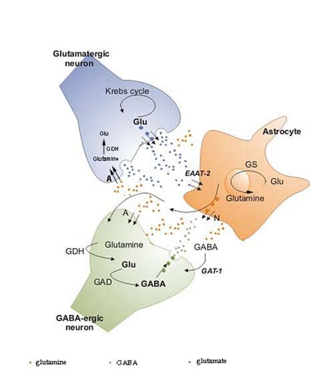 The Loss of Glutamate-GABA Harmony in Anxiety Disorders | IntechOpen