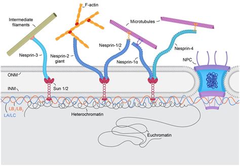 Study Identifies Distinct Roles For Nuclear Lamin Isoforms News Center