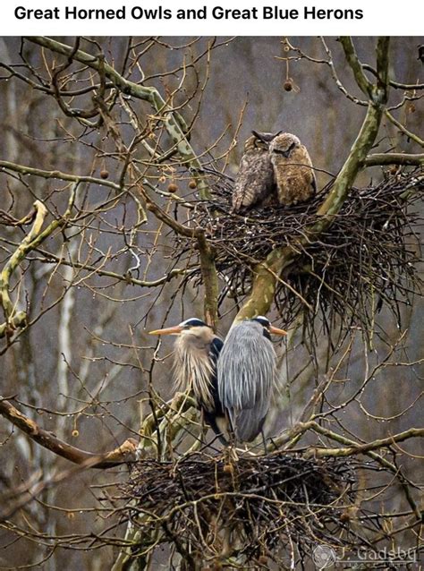 Jacqui Plemons adlı kullanıcının Blue heron Egrets panosundaki Pin