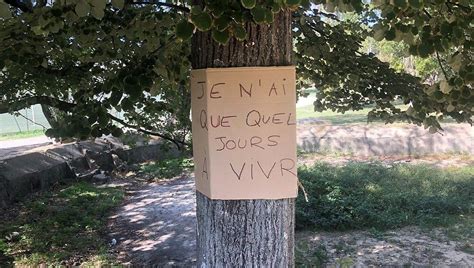 L Abattage De Arbres Pour Renaturer L Huveaune Fait Pol Mique