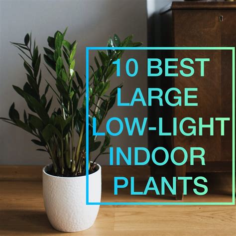 Best Low Light Indoor Plants Simply Craze Life