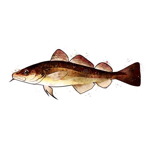 Codfish Stock Illustrations 537 Codfish Stock Illustrations Vectors