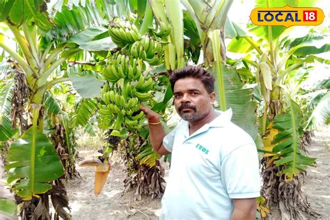 Banana Farming केले की खेती किसानों को बना रही अमीर