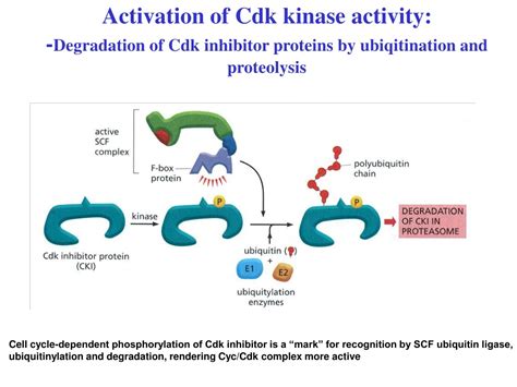 Ppt The Roles Of Cyclin Dependent Kinases Cdks In Regulation Of