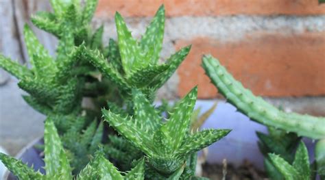 37 Different Types Of Aloe Plants With Names And Pictures