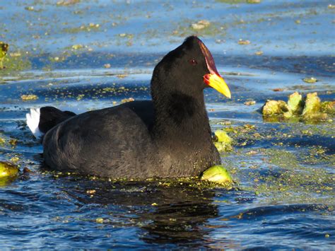 Foto Carqueja De Escudo Vermelho Fulica Rufifrons Por Raphael Kurz