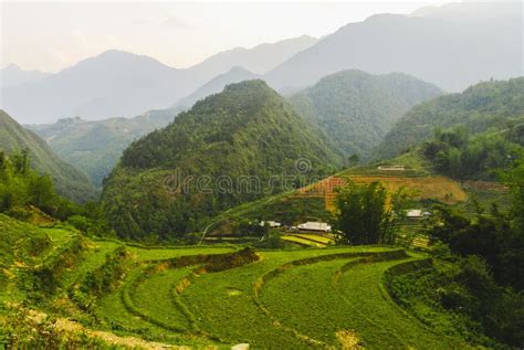 The rice terraces in Sapa stock image. Image of sapa - 168181503