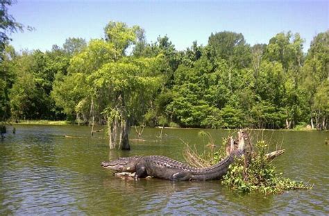 Alligator in the swamp