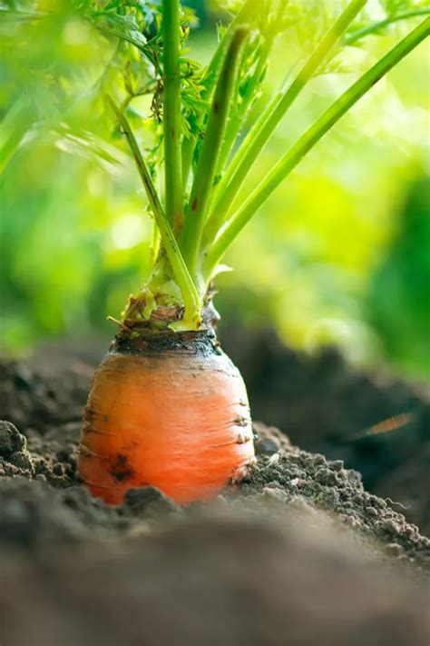 How To Grow Carrots Tips And Techniques For Success The Real Gardener