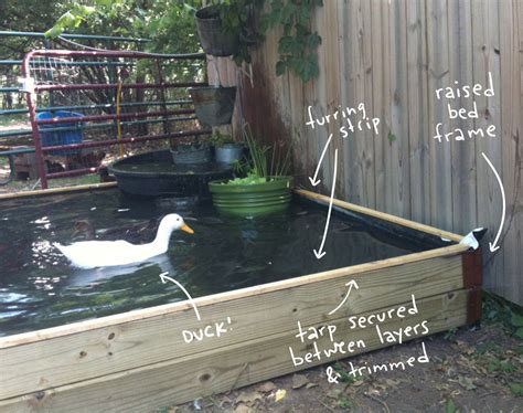 Backyard Ducks Backyard Farming Ponds Backyard Chickens Backyard