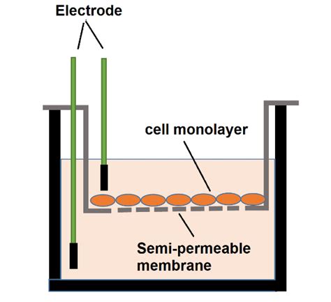 Teer Measurement Techniques For In Vitro Barrier Model 50 Off