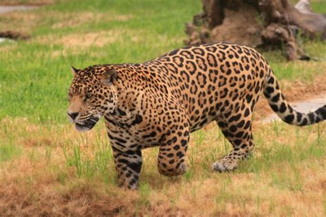 Jaguar Facts - Interesting Information about Jaguars | Big Cat Rescue