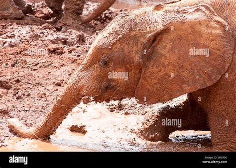 Baby Elephant Playing In The Mud Stock Photo Alamy