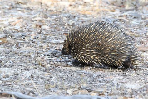 Birding Perth – Friendly Local Birding Guides from Perth