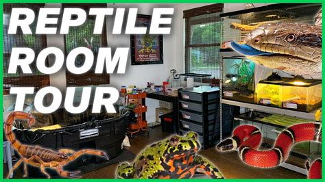 Reptile Room Tour June 2021 Youtube