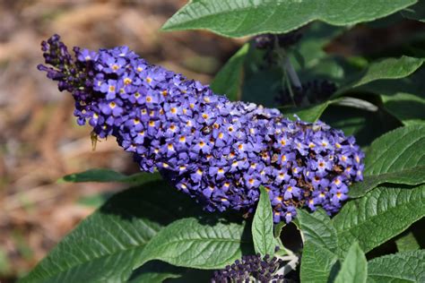 Pugster Blue® Butterfly Bush | Calloway's Nursery