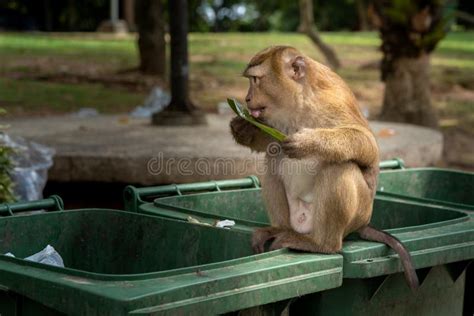 Le Singe Mangent De La Nourriture Photo Stock Image Du Faune Arri Re