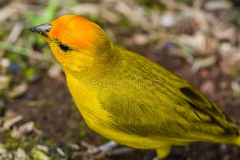 Saffron Finch On Big Island Of Hawaii Stock Photo Image Of Aves