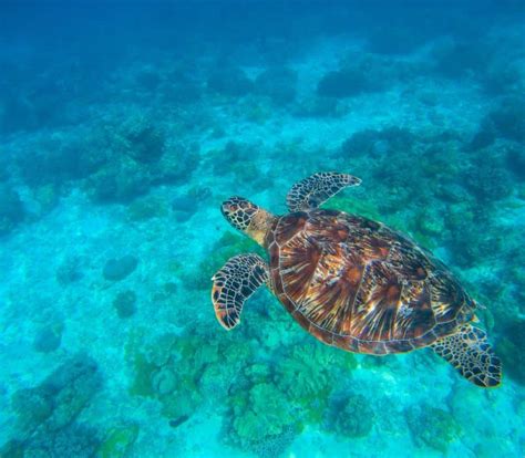 Turtle Release Puerto Escondido Best Tours In