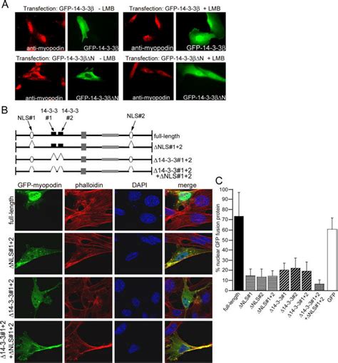 Is Required For Nuclear Import Of Myopodin A Overexpression