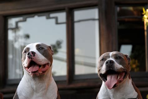 Pit Bulls Went From America’s Best Friend To Public Enemy — Now They’re Slowly Coming Full